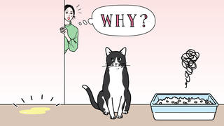 猫の粗相の原因はトイレへの不満にあった？快適なトイレ環境の作り方