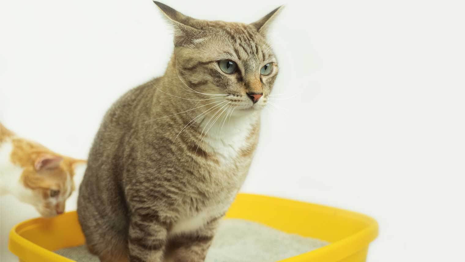 ネコちゃんに教えてもらった！猫が一番好きな「猫砂」の種類は？