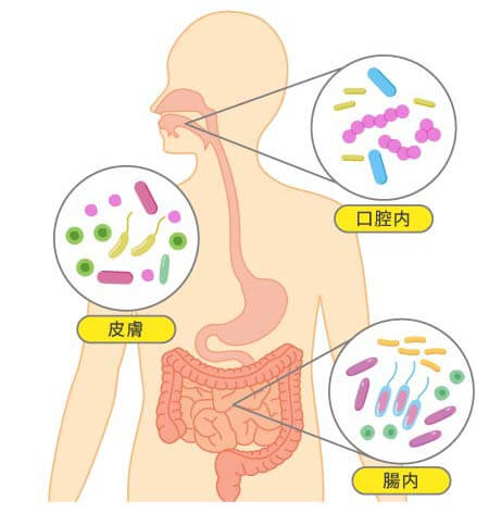 口腔内、腸内、皮膚それぞれに固有の菌叢がある