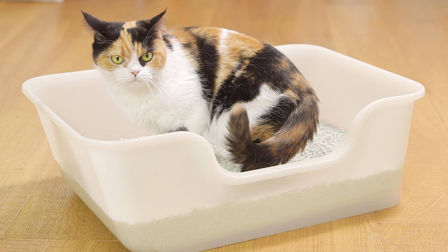 猫のトイレ、こんなしぐさは要注意！理想のトイレ環境のポイント 