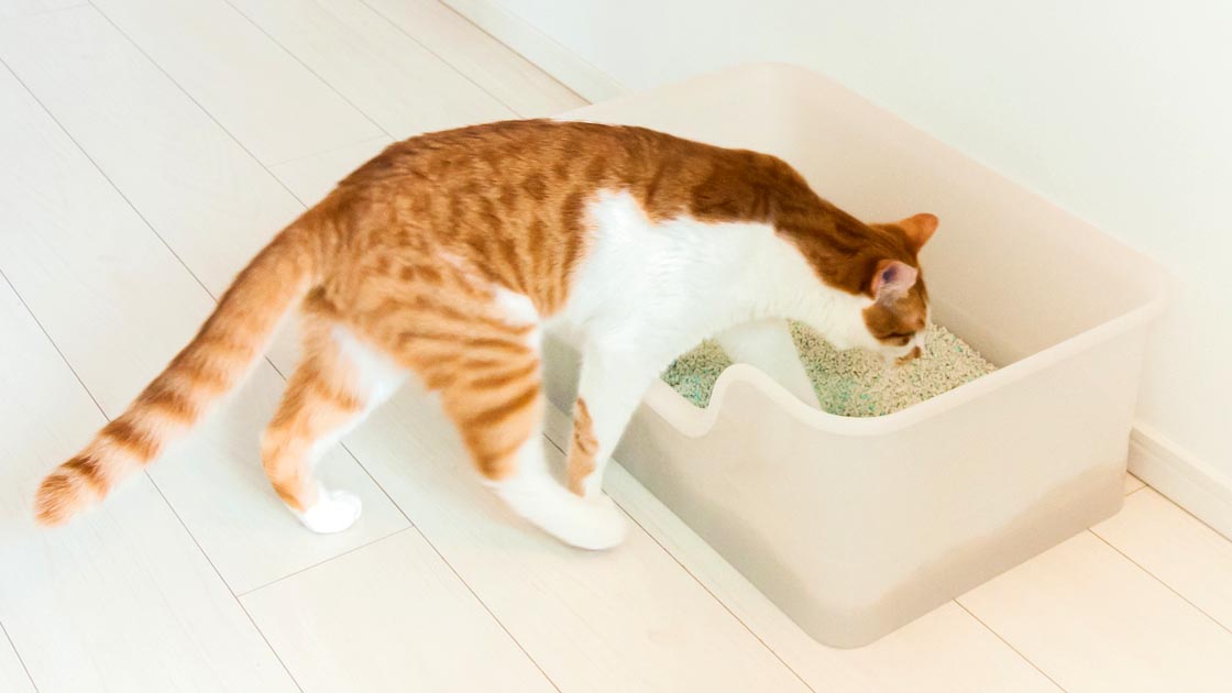 猫のトイレの気になるニオイ 猫砂の入れっぱなしが原因かも Lidea リディア By Lion