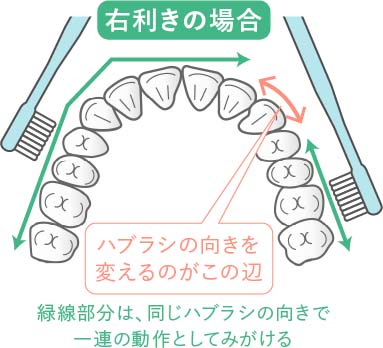 歯のみがき方　緑線部分は、同じハブラシの向きで一連の動作としてみがける