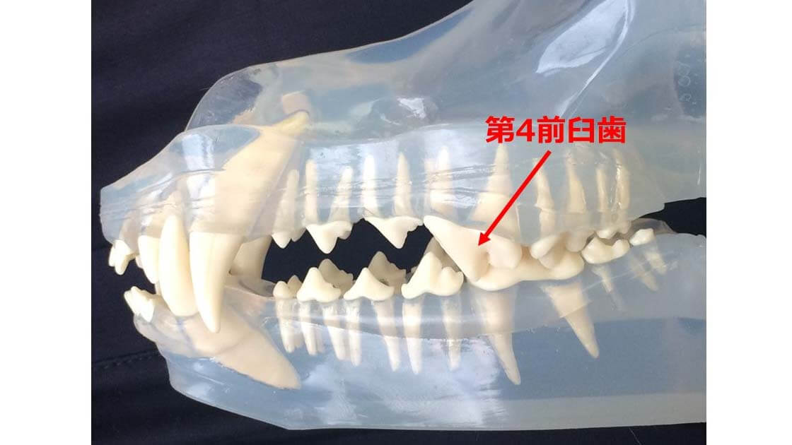 上顎の奥にある大きな奥歯（第４前臼歯）