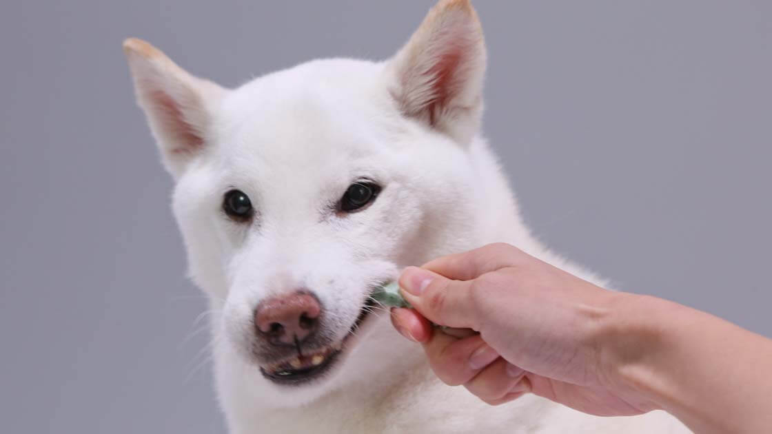 犬の歯みがきガムは どう選ぶ どう与える 10の疑問に答えます Lidea リディア By Lion