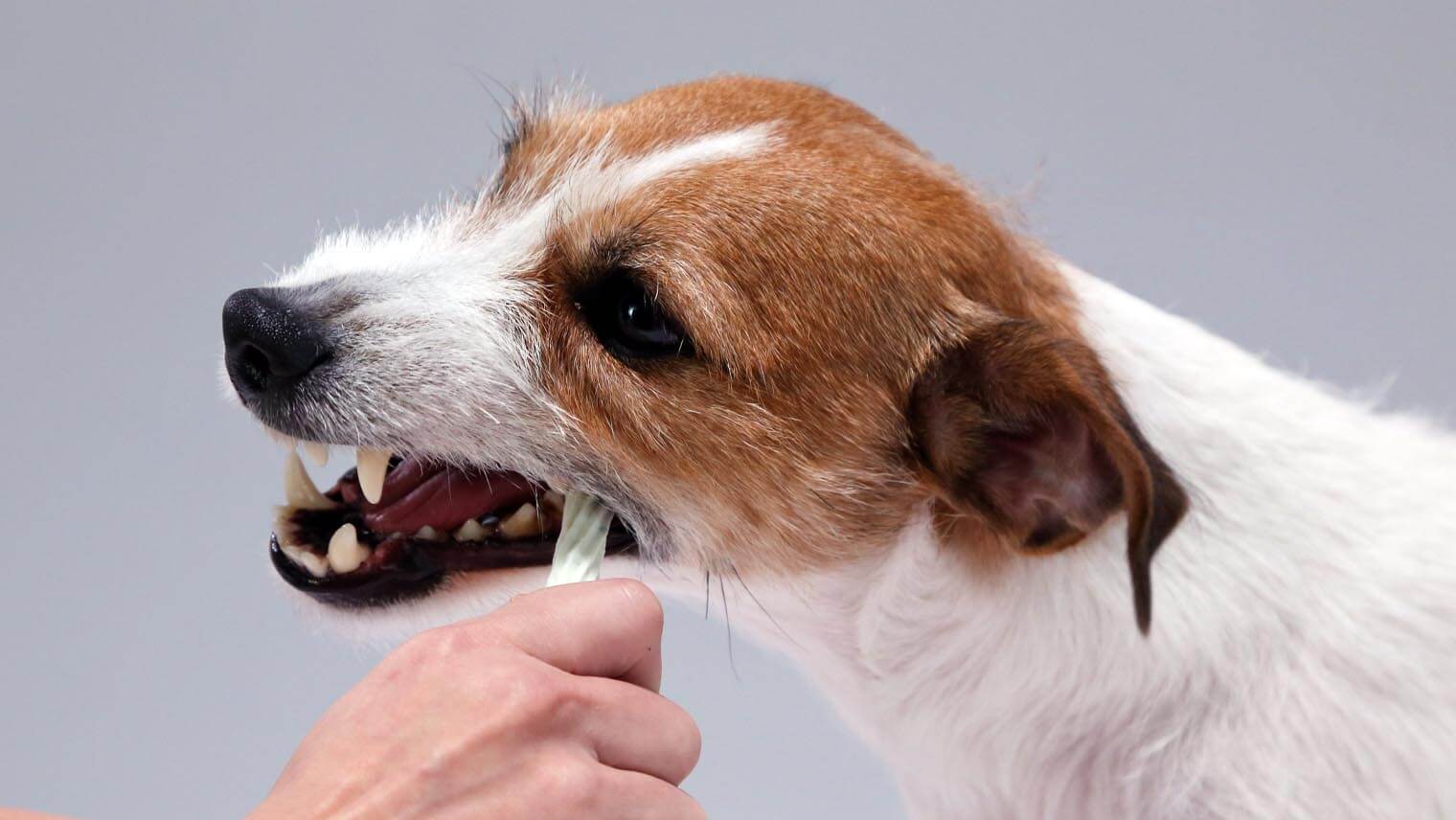 犬の歯みがきガムは、どう選ぶ？どう与える？10の疑問に答えます | Lidea(リディア) by LION