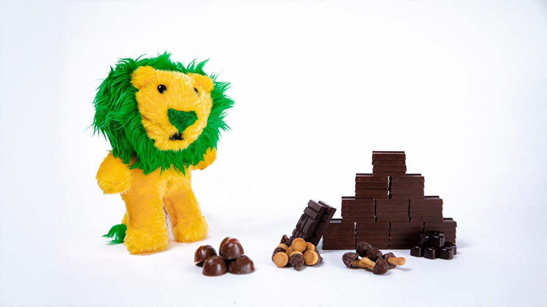 たくさんのチョコレートを眺めるライオンちゃん