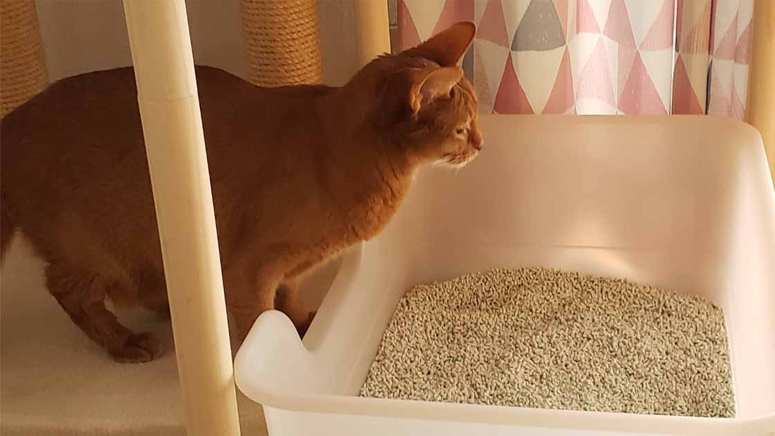 猫がトイレで「猫砂」を使うのはなぜ？