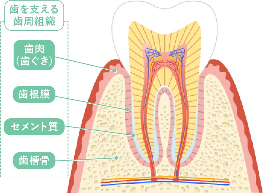 歯を支える歯周組織　歯肉　歯ぐき　歯根膜　セメント質　歯槽骨