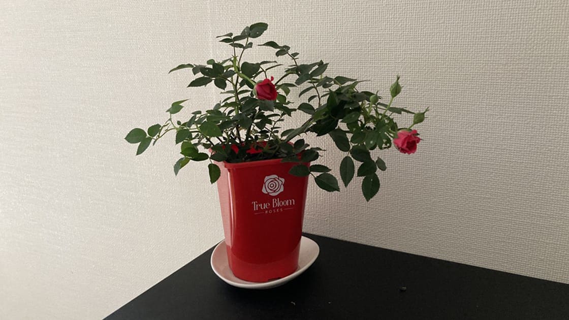 薔薇の植木鉢