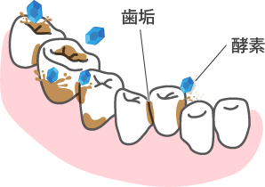 酵素が歯垢を分解・除去