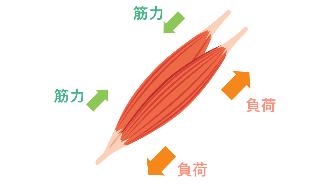 筋肉痛の原因と予防法 早く痛みを和らげるには Lidea リディア By Lion