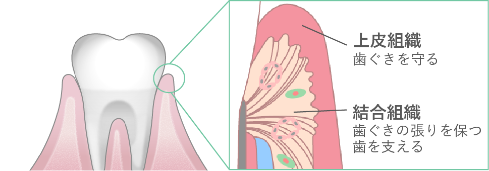 外界と接している「上皮組織」と、その内側の「結合組織」からなり、肌と同じような２層構造