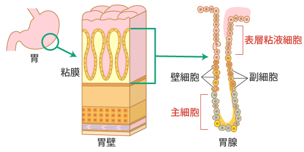 胃の組織層