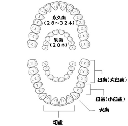 歯の「種類」とそれぞれの「役割」