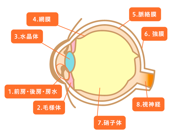 「横」から見た眼の構造（断面図）