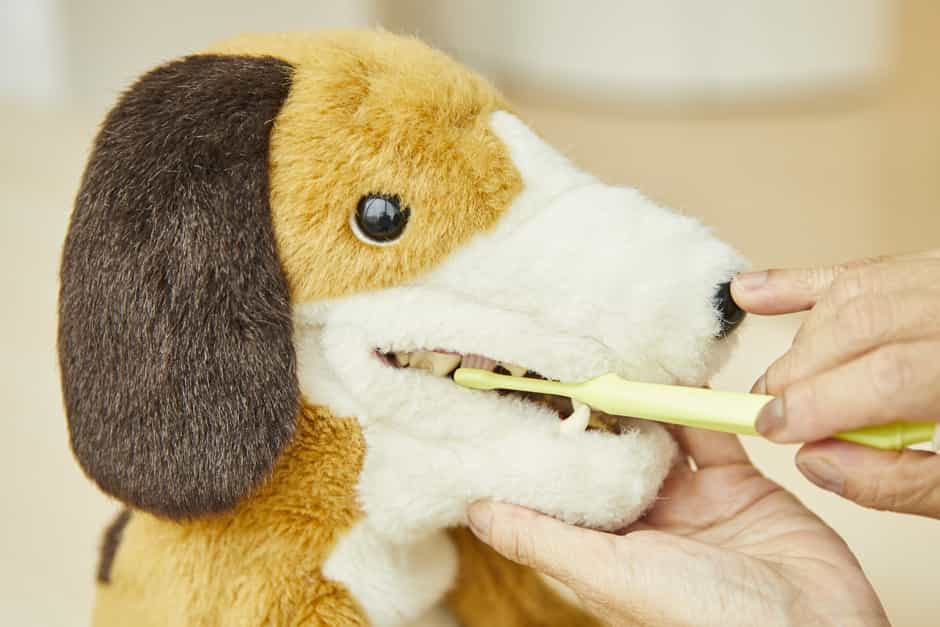 犬の「歯みがき」どうしてる？みがき方＆頻度について徹底取材！ : 暮らしのマイスターが行く | Lidea(リディア) by LION