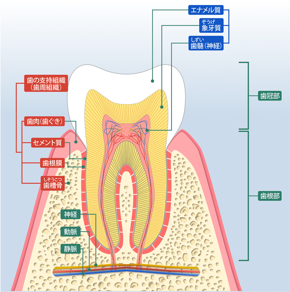 歯の構造