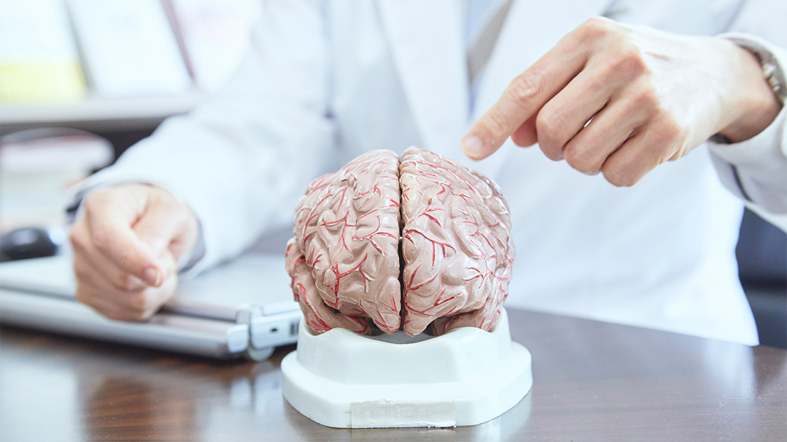 脳の模型